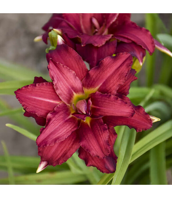 Hemerocallis 'Double Pardon Me' (Daylily) 1gal [1]