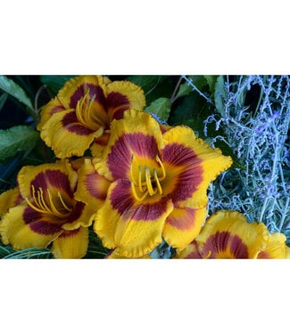 Livingstone Hemerocallis 'Fooled Me' (Daylily) 1gal [1]