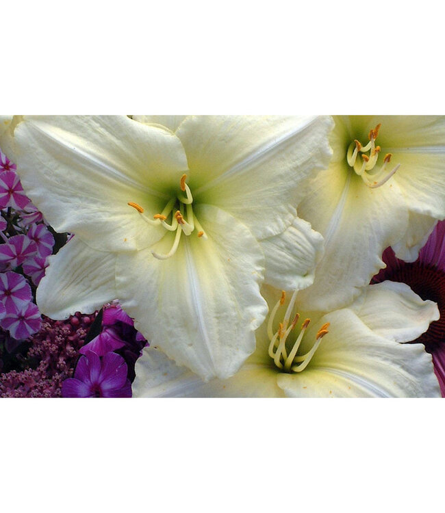 Hemerocallis 'Joan Senior' (Daylily) 1gal [1]