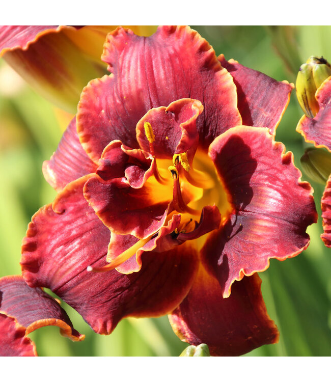 Hemerocallis 'Night Embers' (Daylily) 1gal [1]