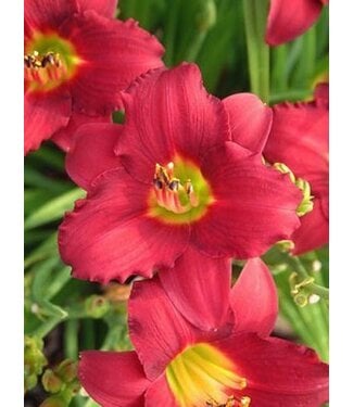 Livingstone Hemerocallis 'Pardon Me' (Daylily) 1gal [1]