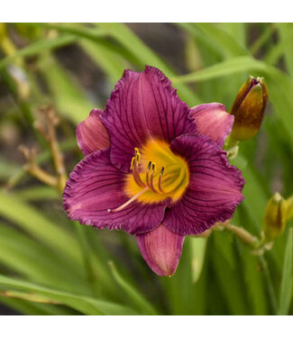 Livingstone Hemerocallis 'Purple D'Oro' (Daylily) 1gal [1]