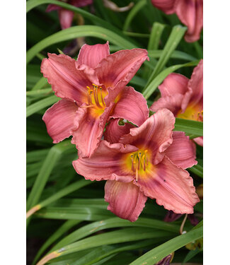 Livingstone Hemerocallis 'Rosy Returns' (Daylily) 1gal [1]