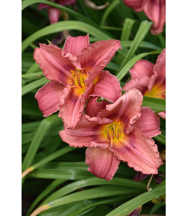 Hemerocallis 'Rosy Returns' (Daylily) 1gal [1]