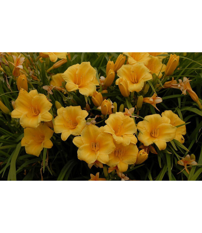 Hemerocallis 'Stella D'Oro' (Daylily) 1gal [1]