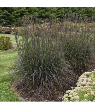 Livingstone Andropogon gerardii 'Blackhawks' (Big Bluestem Grass) 1gal [1]
