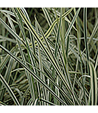 Livingstone Variegated Bulbous Oat Grass (Arrhenatherum bulbosum 'Variegatum') 1gal [3]