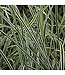 Arrhenatherum bulbosum 'Variegatum' (Variegated Bulbous Oat Grass) 3.5in [1]
