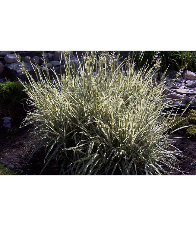 Arrhenatherum bulbosum 'Variegatum' (Variegated Bulbous Oat Grass) 3.5in [1]