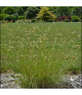 Livingstone Bouteloua gracilis (Blue Grama Grass) 1gal [1]