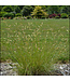 Bouteloua gracilis (Blue Grama Grass) 1gal [1]