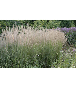 Livingstone Calamagrostis x acutiflora 'Karl Foerster' (Feather Reed Grass) 1gal [1]