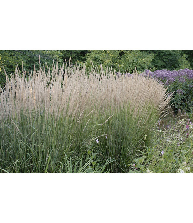 Calamagrostis x acutiflora 'Karl Foerster' (Feather Reed Grass) 1gal [1]