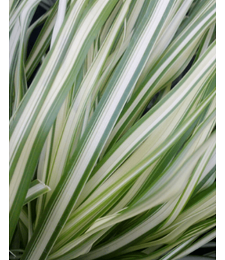 Livingstone Calamagrostis x acutiflora 'Lightning Strike' (Feather Reed Grass) 1gal [1]