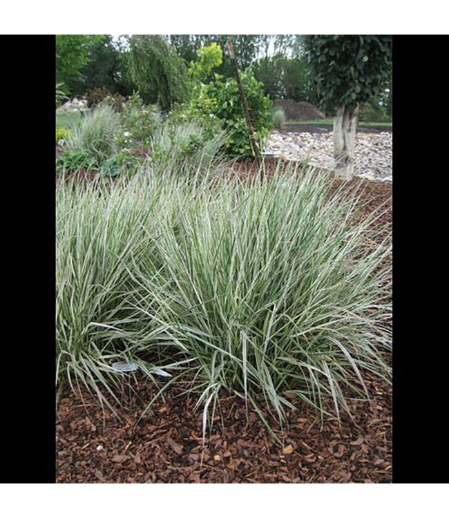 Variegated Feather Reed Grass (Calamagrostis x acutiflora 'Overdam') 4in Prem [3]
