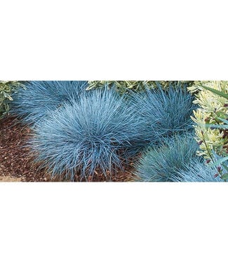 Livingstone Festuca glauca 'Select' (Blue Fescue Grass) 3.5in [1]