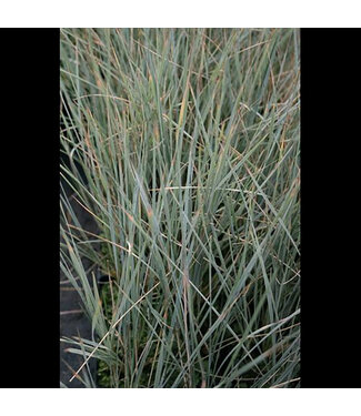 Livingstone Helictrotrichon sempervirens (Blue Oat Grass) 1gal [1]