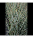 Helictrotrichon sempervirens (Blue Oat Grass) 1gal [1]