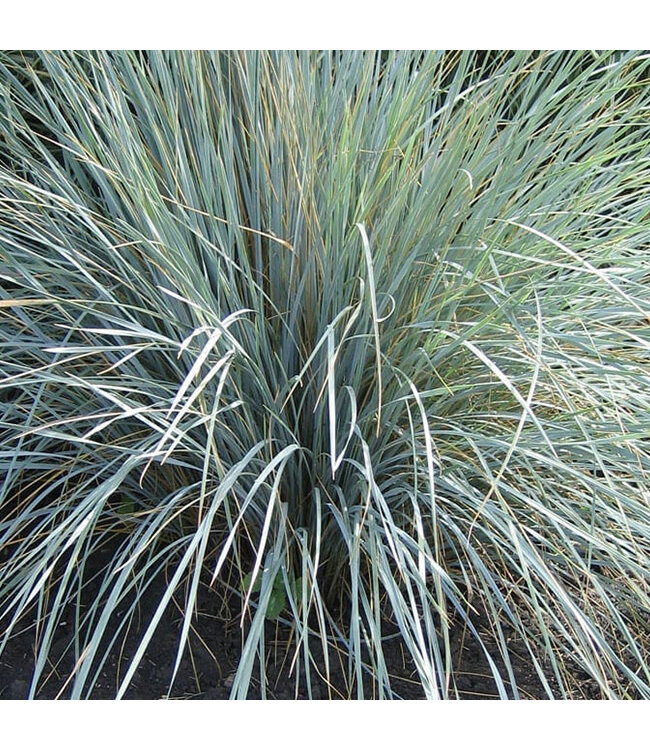 Helictrotrichon sempervirens (Blue Oat Grass) 1gal [1]