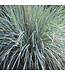 Helictrotrichon sempervirens (Blue Oat Grass) 1gal [1]
