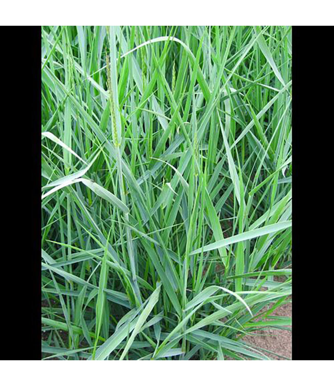 Panicum virgatum 'Heavy Metal' (Switch Grass) 1gal [1]