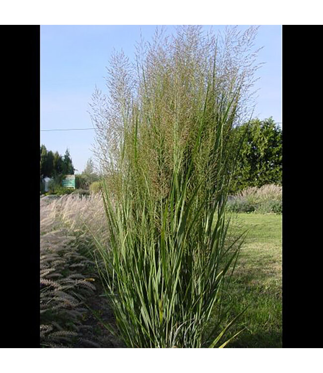Panicum virgatum 'Northwind' (Switch Grass) 1gal [1]
