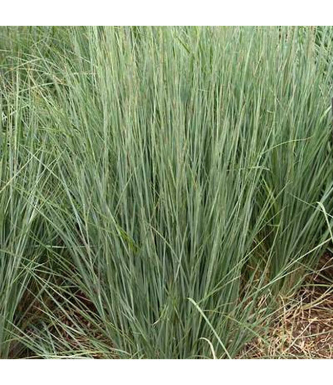 Schizachyrium scoparium 'The Blues' (Little Bluestem Grass) 1gal [1]