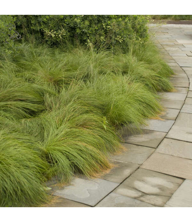 Sporobolus heterolepis (Prairie Dropseed) 1gal [1]