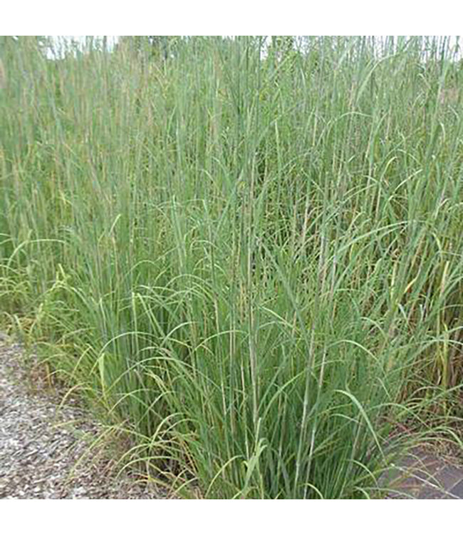 Andropogon gerardii (Big Bluestem Grass) 1gal [1]