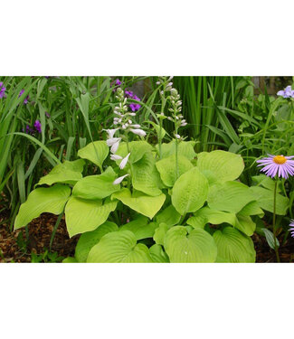 Livingstone Hosta(August Moon [Gld-Grn])1gal[3]
