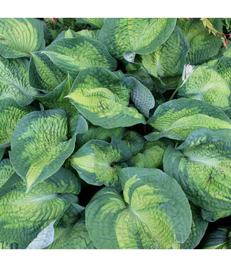 Livingstone Hosta 'Brother Stefan' 1gal [1]