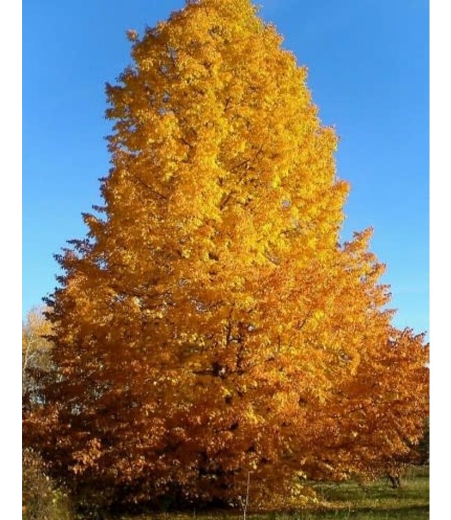 Tilia x flavescens 'Dropmore' (Hybrid Linden) 5ft5gal [1]