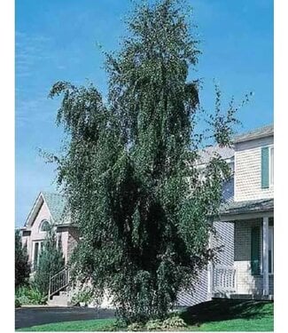 Livingstone Betula pendula laciniata (Cutleaf Weeping Birch) 6ft7gal [1]