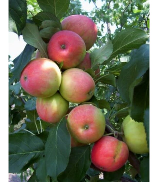 Malus x 'Jefsey' (Dwarf) (Odyssey® Apple) 3ft5gal [1]