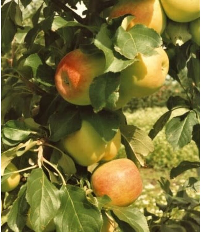 Malus x 'Norkent' (Apple) 6ft5gal [1]