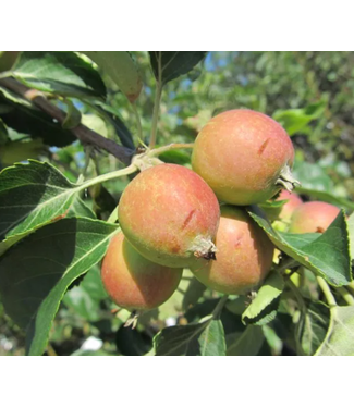 Livingstone Malus x 'Rescue' (Applecrab) 6ft5gal [1]