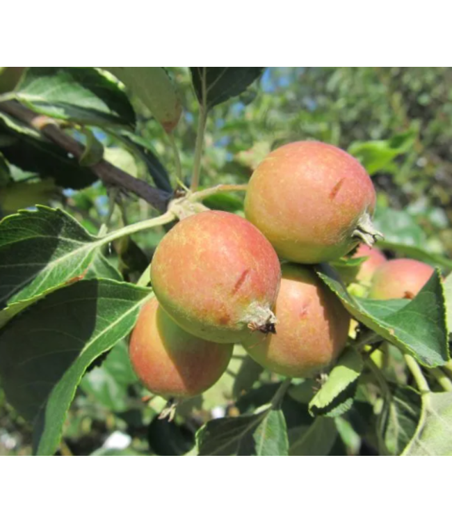 Malus x 'Rescue' (Applecrab) 6ft5gal [1]
