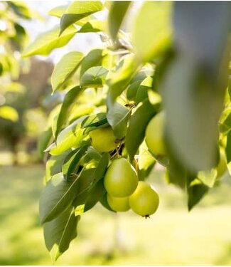 Livingstone Pyrus x 'Jefgold' (Early Gold® Pear) 1in-cal10gal [1]