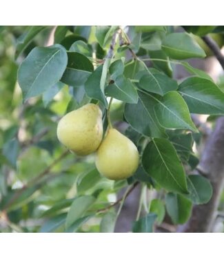 Livingstone Pyrus x 'Jefwel' (Prairie Welcome Pear) 5ft5gal [1]