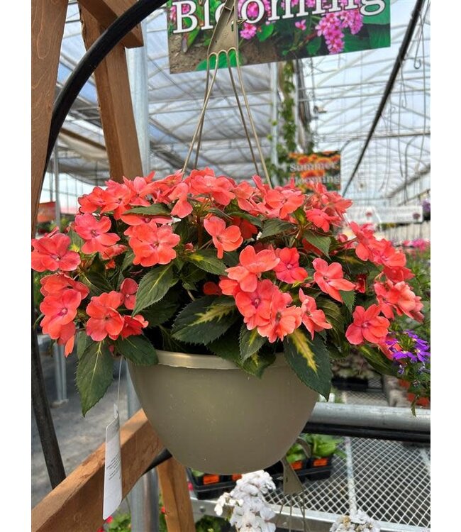 Shade Mix Hanging Basket 12in [1]