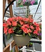 Shade Mix Hanging Basket 12in [1]