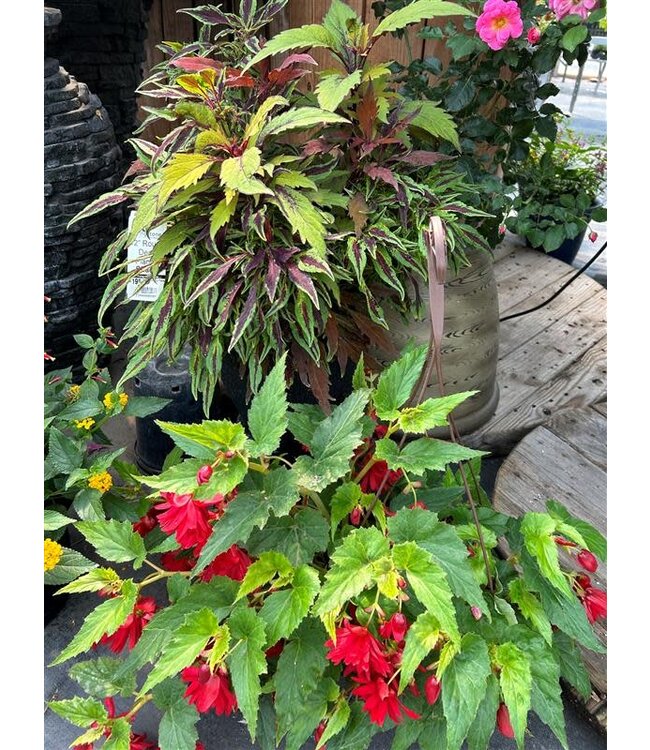 Shade Mix Hanging Basket 12in [1]