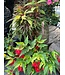 Shade Mix Hanging Basket 12in [1]