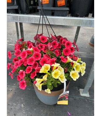 Livingstone Sun Mix Hanging Basket 12in [1]