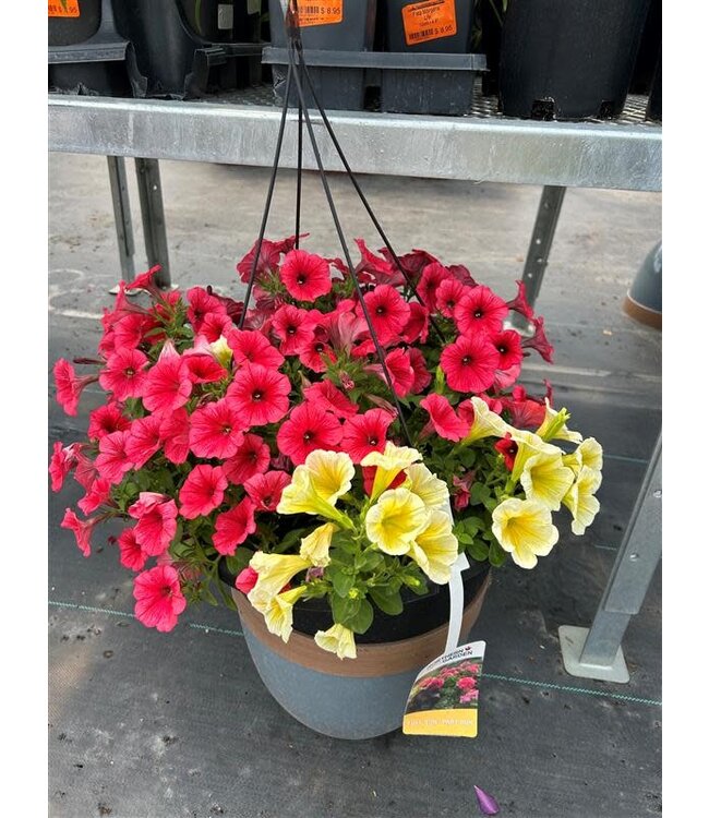 Sun Mix Hanging Basket 12in [1]
