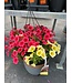 Sun Mix Hanging Basket 12in [1]