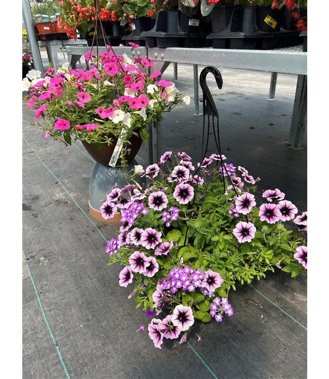 Sun Mix Hanging Basket 12in [1]