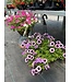 Sun Mix Hanging Basket 12in [1]