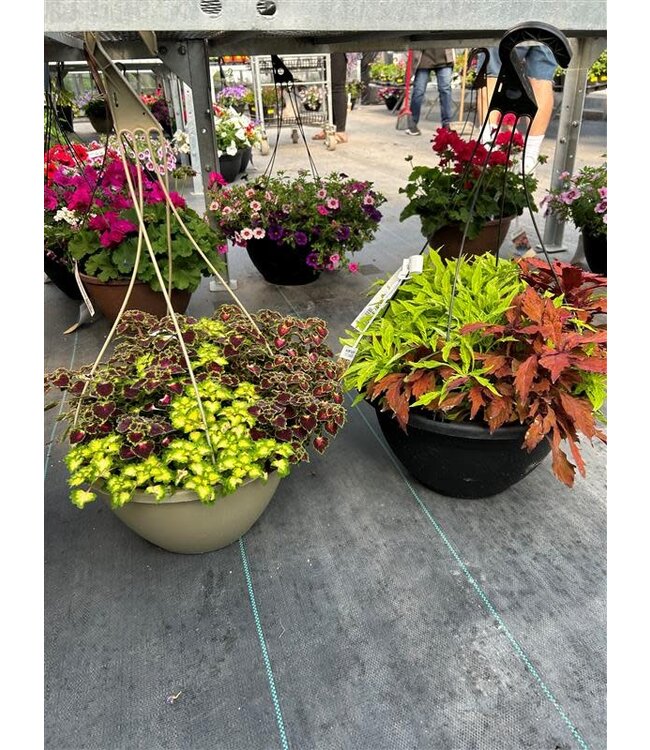 Shade Mix Hanging Basket 14in [1]