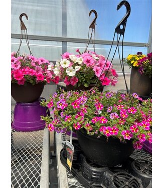 Livingstone Sun Mix Hanging Basket 14in [1]